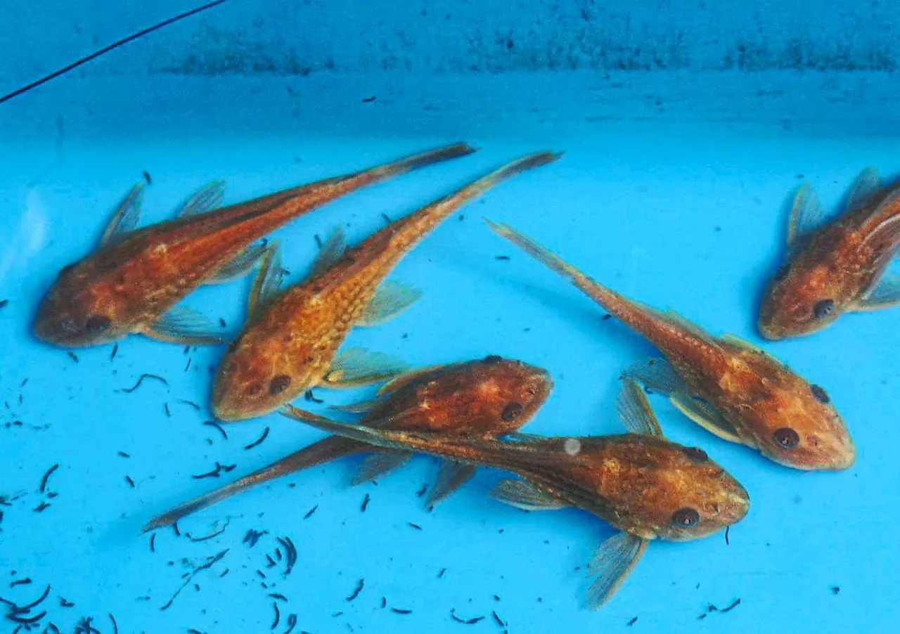 Alien fish species invading ecosystem