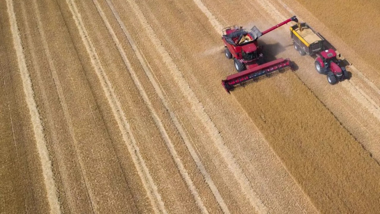 Landwirtschaft: Bauern im Norden ernten mehr Getreide