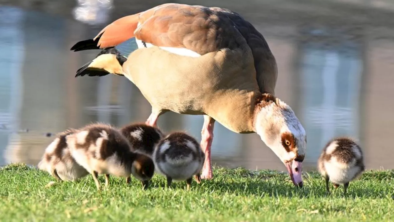 Tiere: Nilgänse bevölkern Badeseen und Wiesen