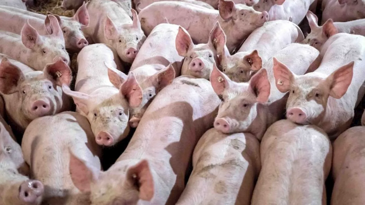 Tierhaltung: Thüringen bereitet Kennzeichnung von Schweinefleisch vor