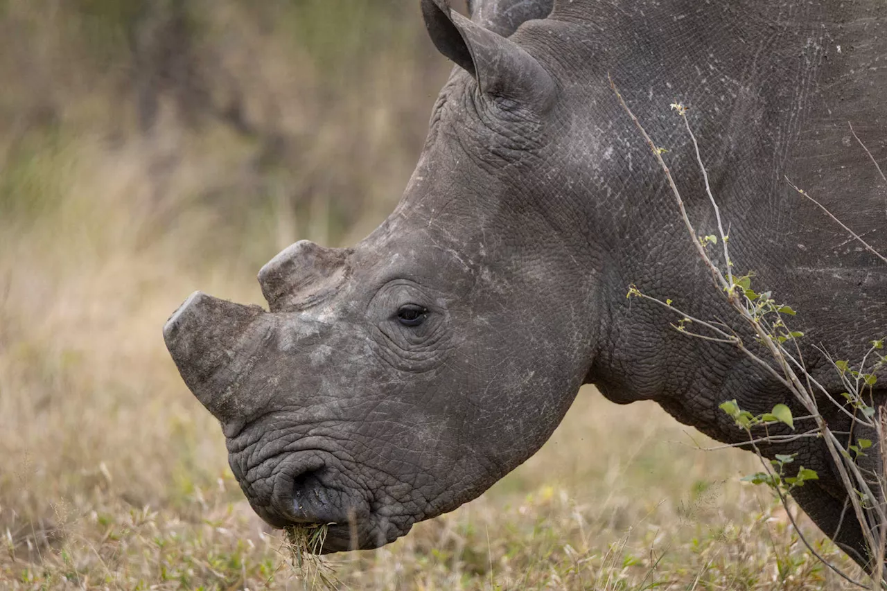 Kruger National Park rhino poacher nabbed twice gets 50-year sentence