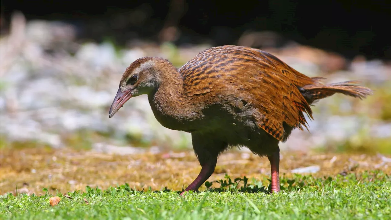 ‘Race to Survive’ Star Who Ate Rare Bird Claimed He’s Just the Fall Guy