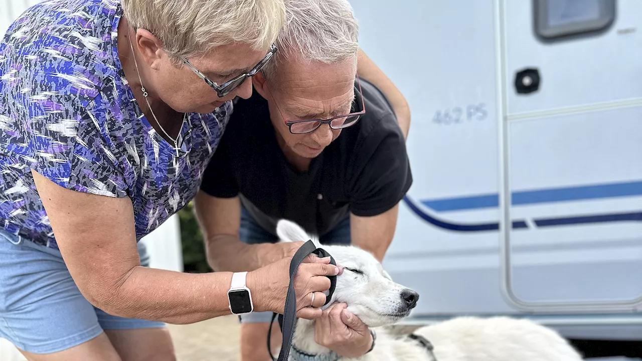 Hunden var væk i fem uger: Tysk familie og hund genforenet