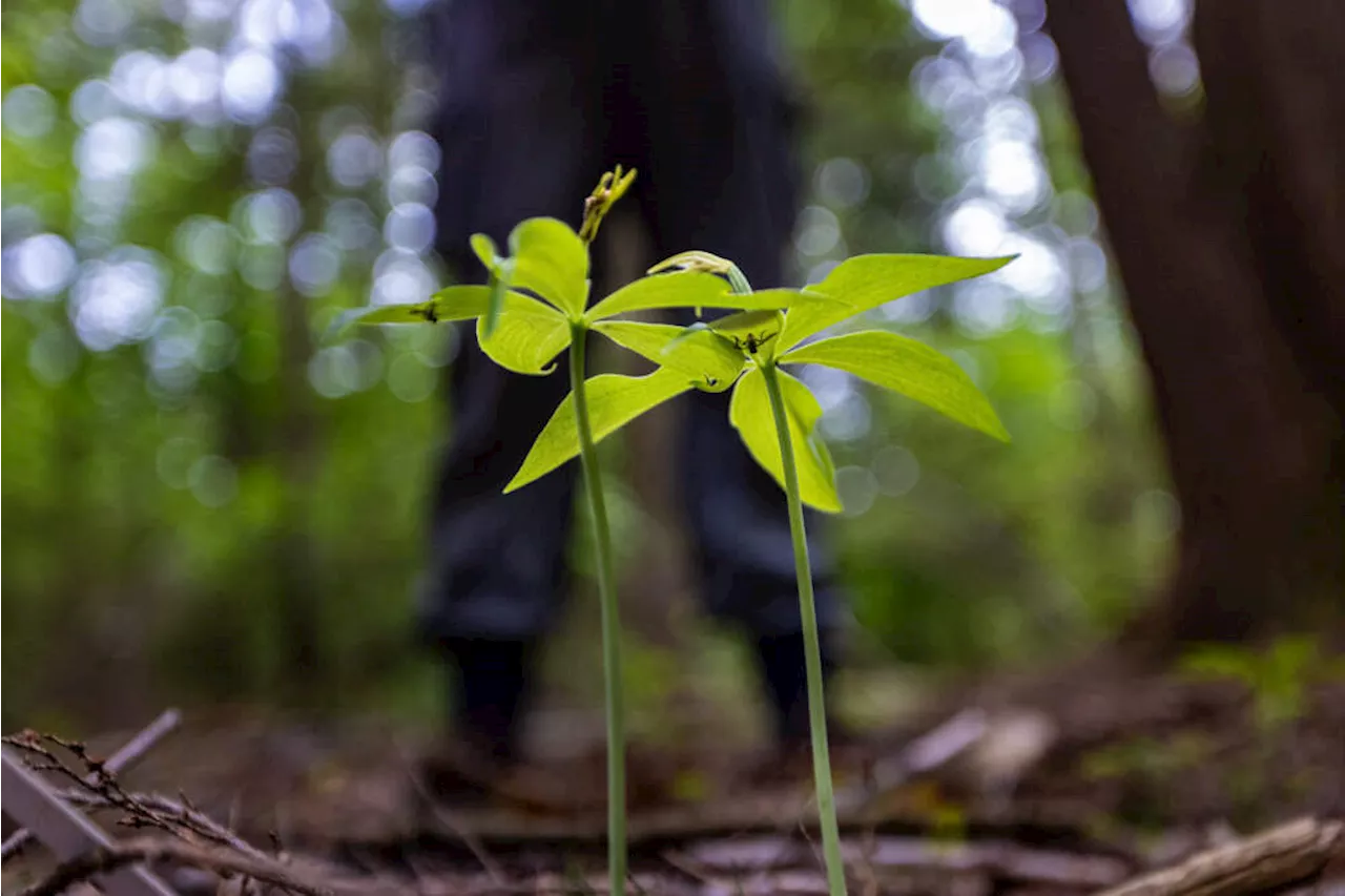 Inside a 40-year effort to protect a tiny wild orchid