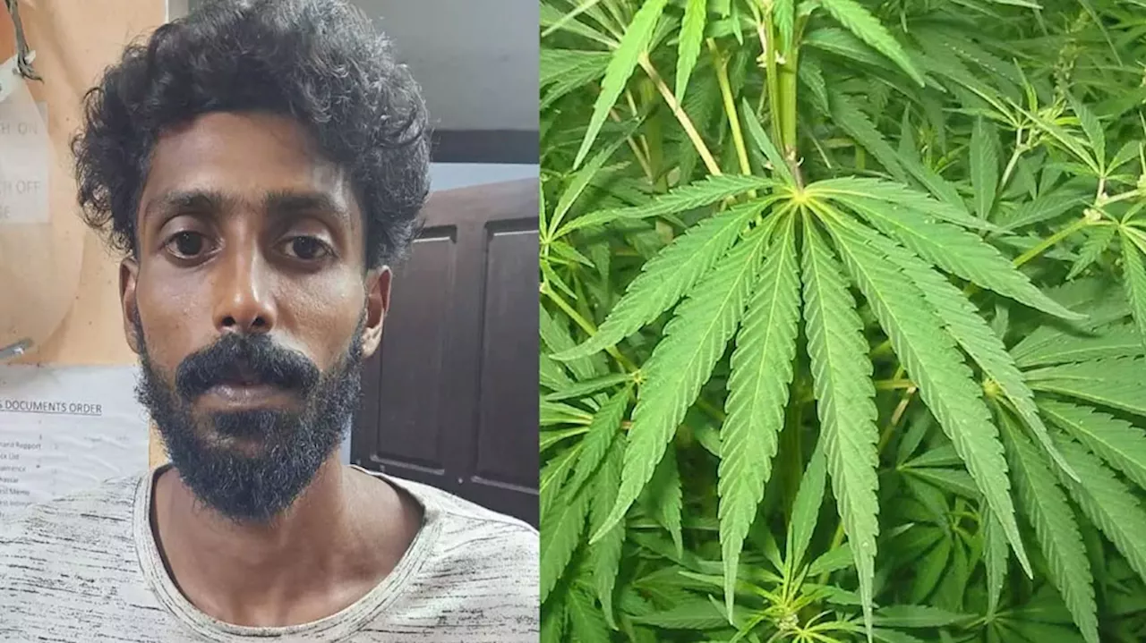 Marijuana Seized: വീട്ടു മുറ്റത്ത് കഞ്ചാവ് കൃഷി നടത്തിയ യുവാവ് എക്സൈസ് പിടിയിൽ