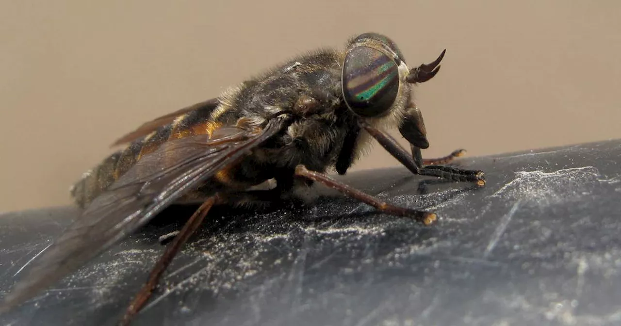 Moose flies, the winged terrors of high-summer Alaska