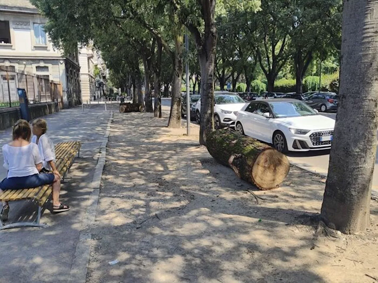 A Milano tronchi d'albero per combattere la sosta irregolare