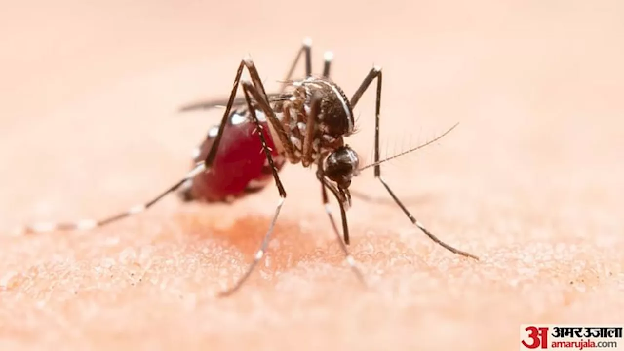 Dengue: डेंगू में कम होने लगता है प्लेटलेट्स काउंट, जानिए क्यों जरूरी है प्लेटलेट, कैसे बढ़ाएं इसकी मात्रा