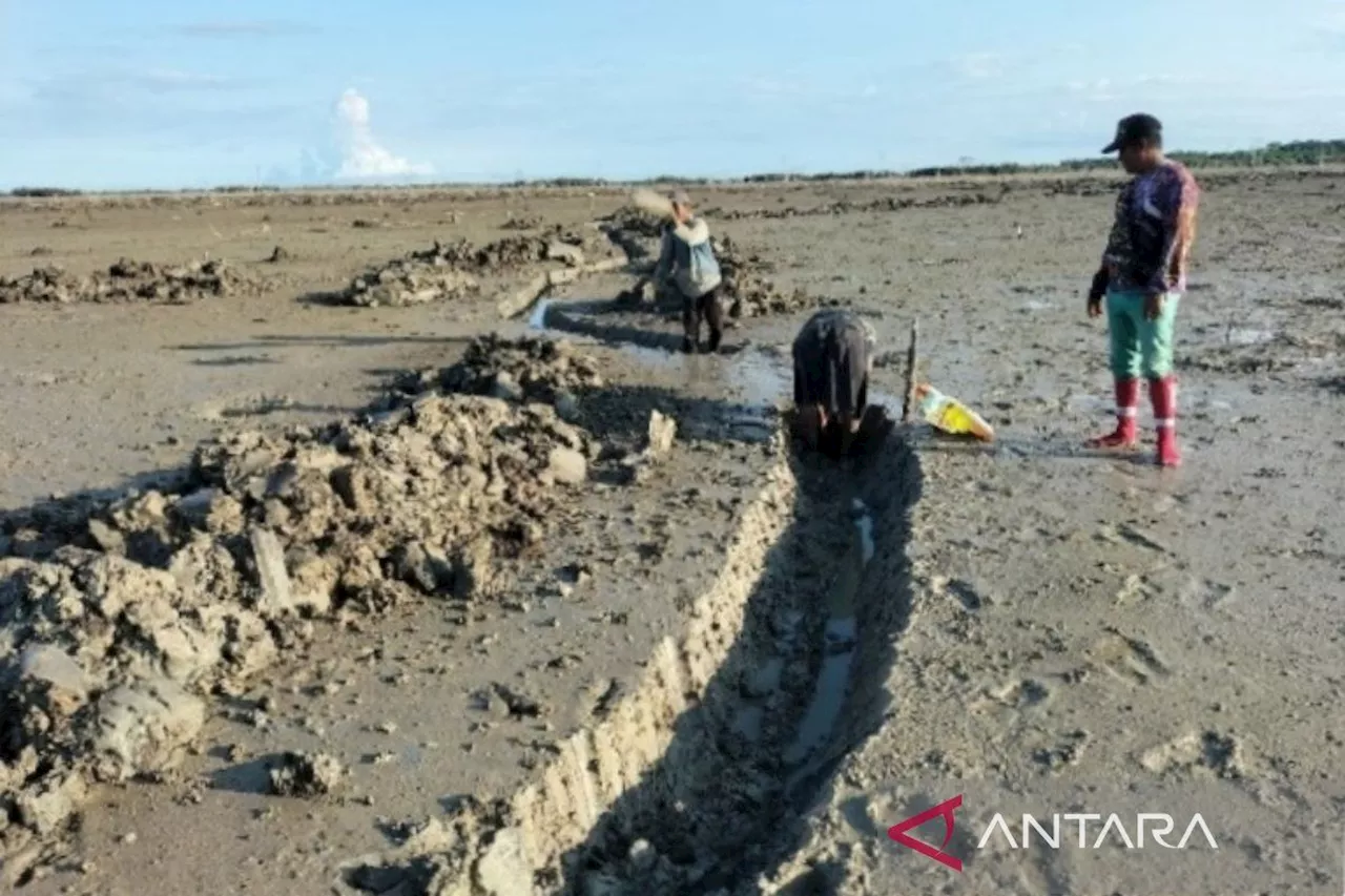 YKAN rehabilitasi 50 hektare lahan mangrove di OKI