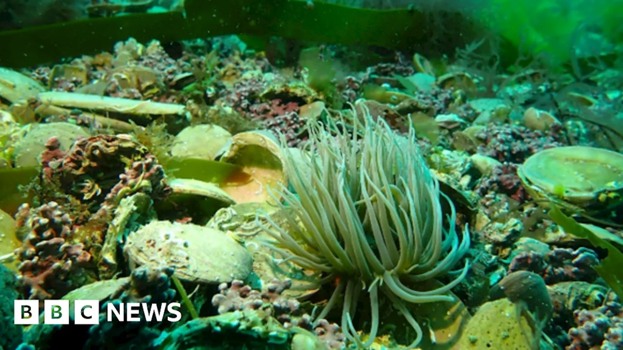 Divers discover new beds of rare maerl off Cornish coast