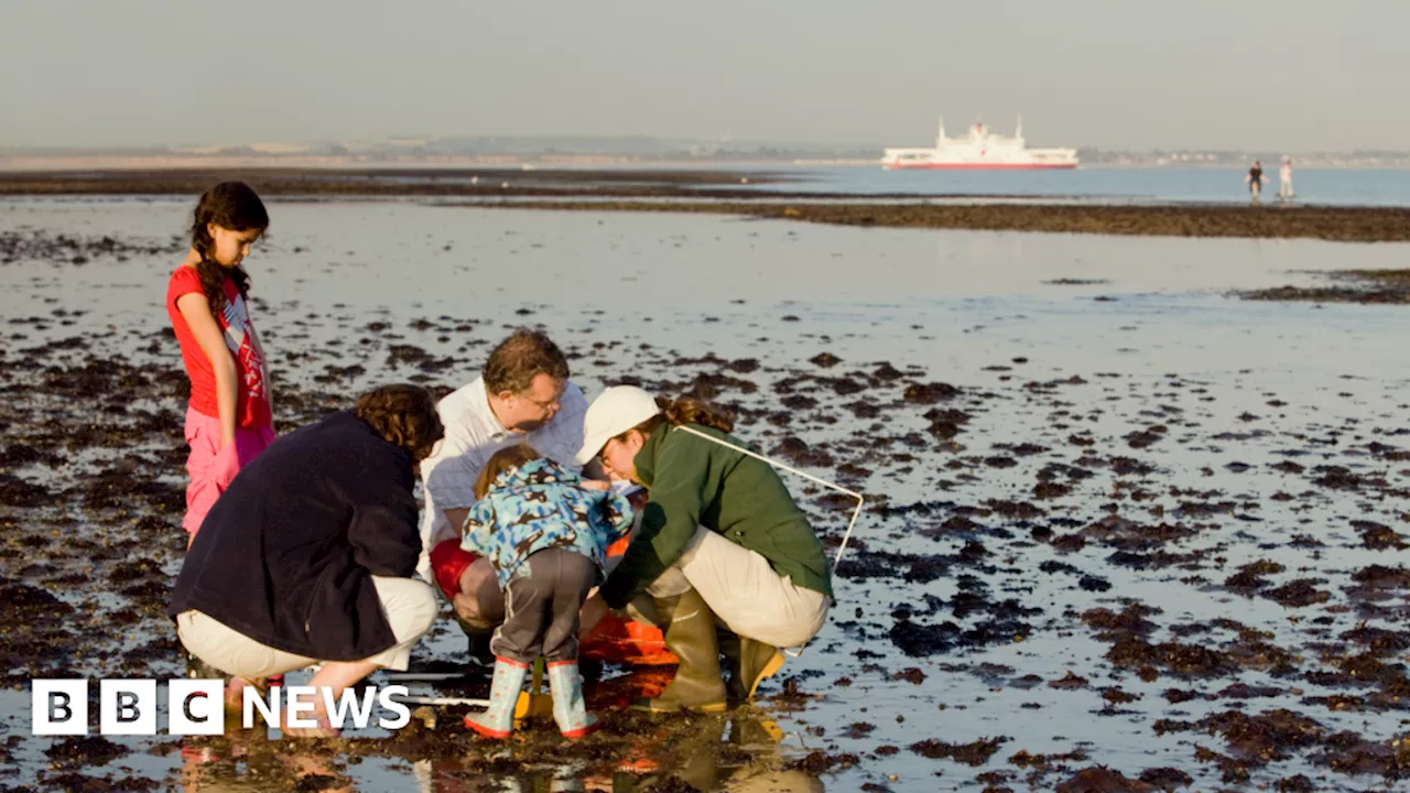 Kent: Coastal events celebrate National Marine Week