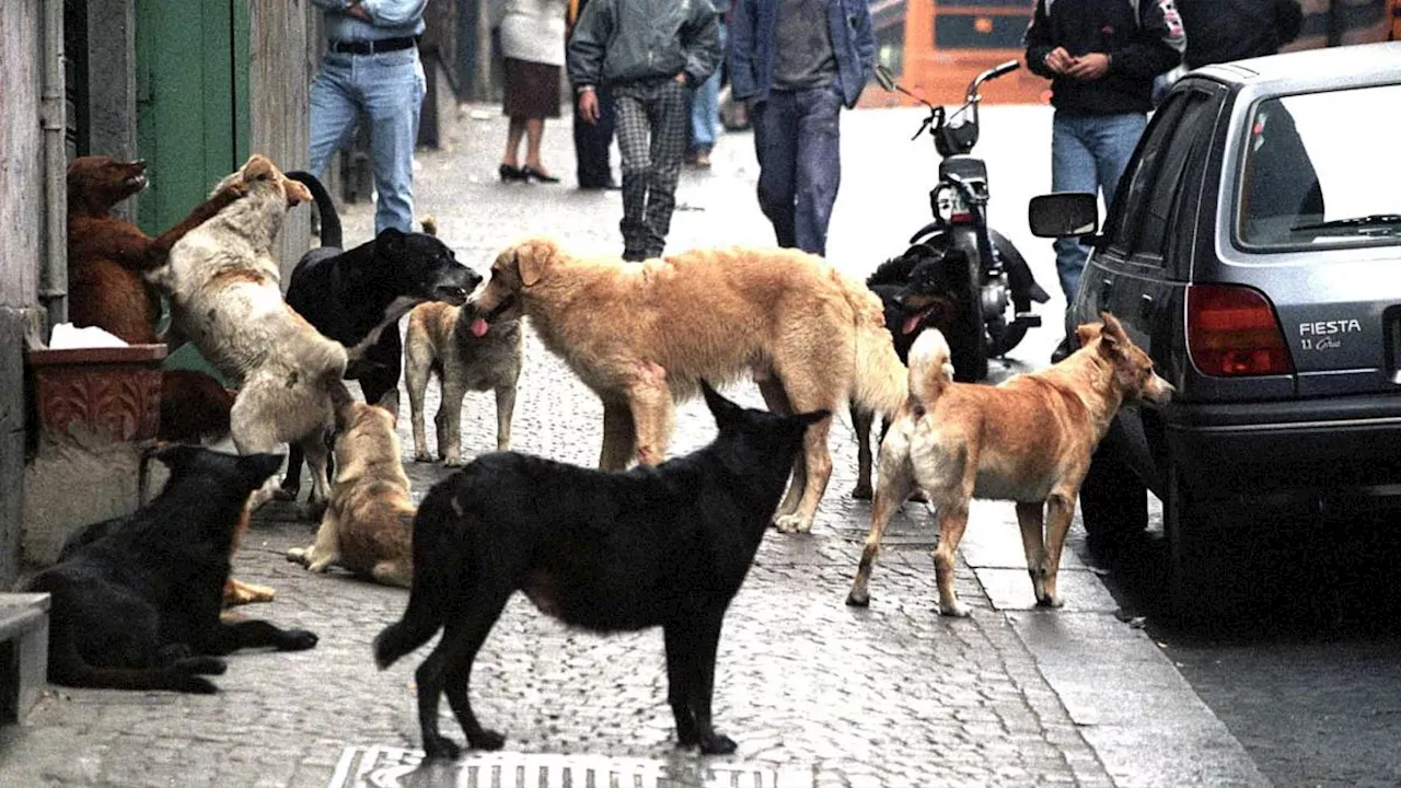 Giornata del cane randagio, un animale domestico su tre nel mondo non ha una casa