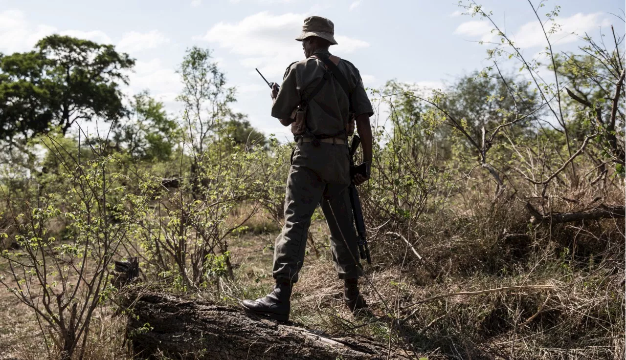 Shades of grey — rethinking the heroes and villains in the war on rhino poaching