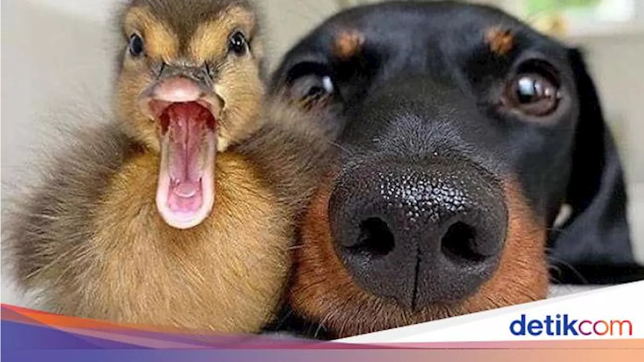 Apakah Hewan Bisa Menjalin Hubungan Pertemanan seperti Manusia?