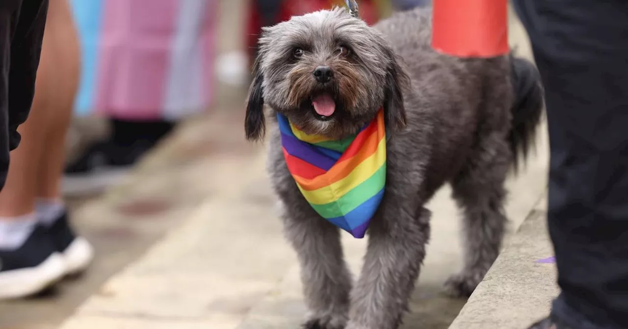 Adorable dogs who celebrated Pride in colourful costumes