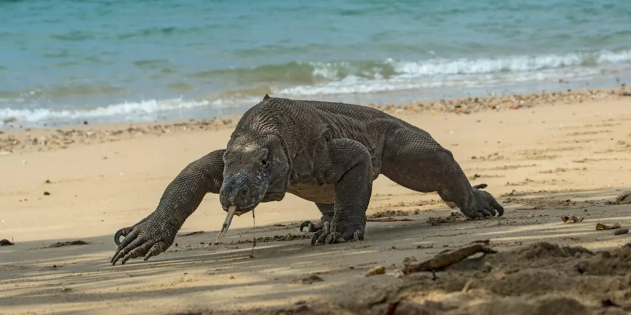 Natur: Komodowarane haben Eisenzähne