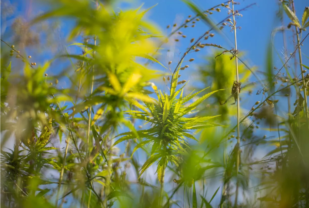 Wie Hanfpflanzen den Garten verschönern und bereichern