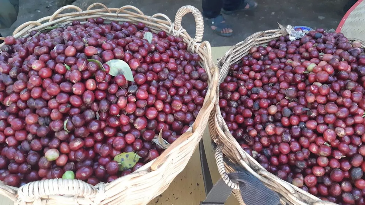 Harga Kopi Robusta Menuju ke Keseimbangan Baru