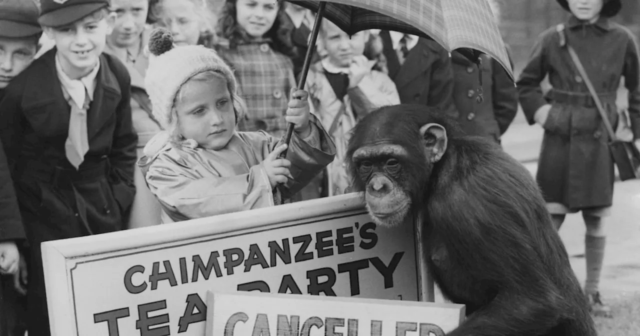 Hugh Linehan: Betty the chimp: Was Dublin Zoo’s tea party favourite really a terrifying matriarch and bully?