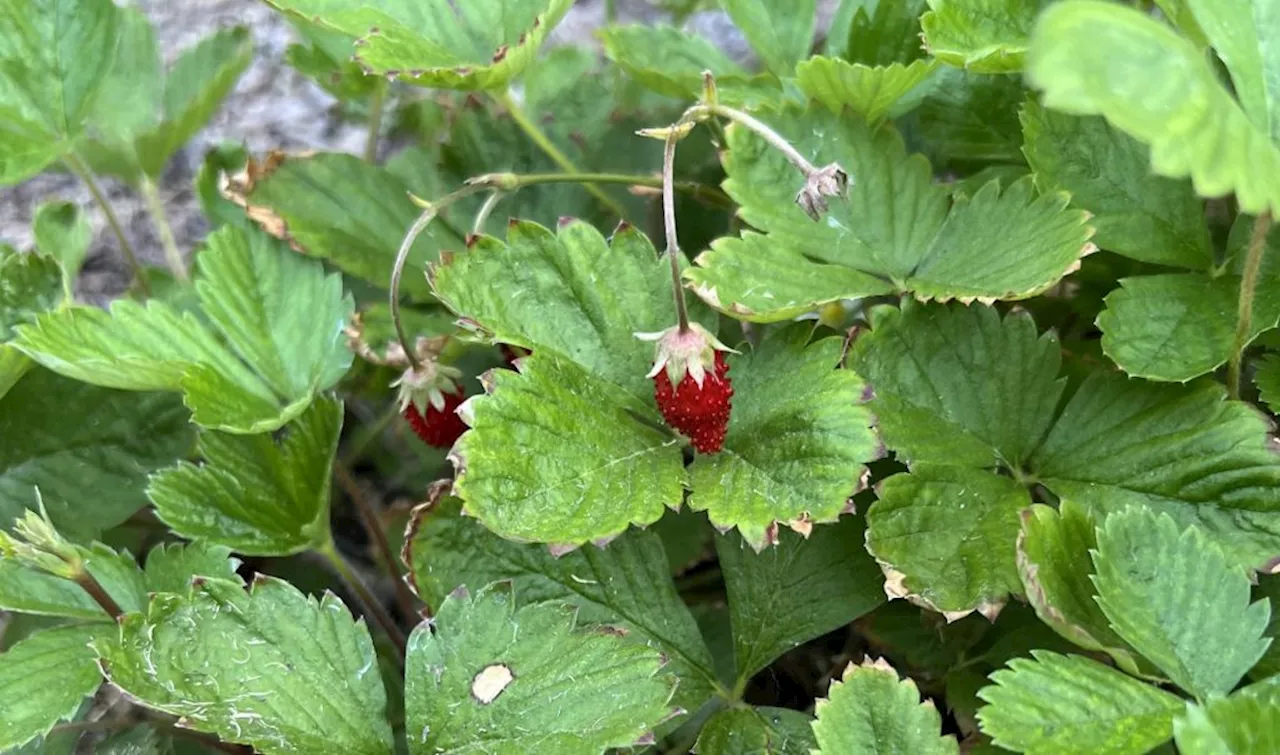 Gardening questions about strawberries, pole beans and leaf curl