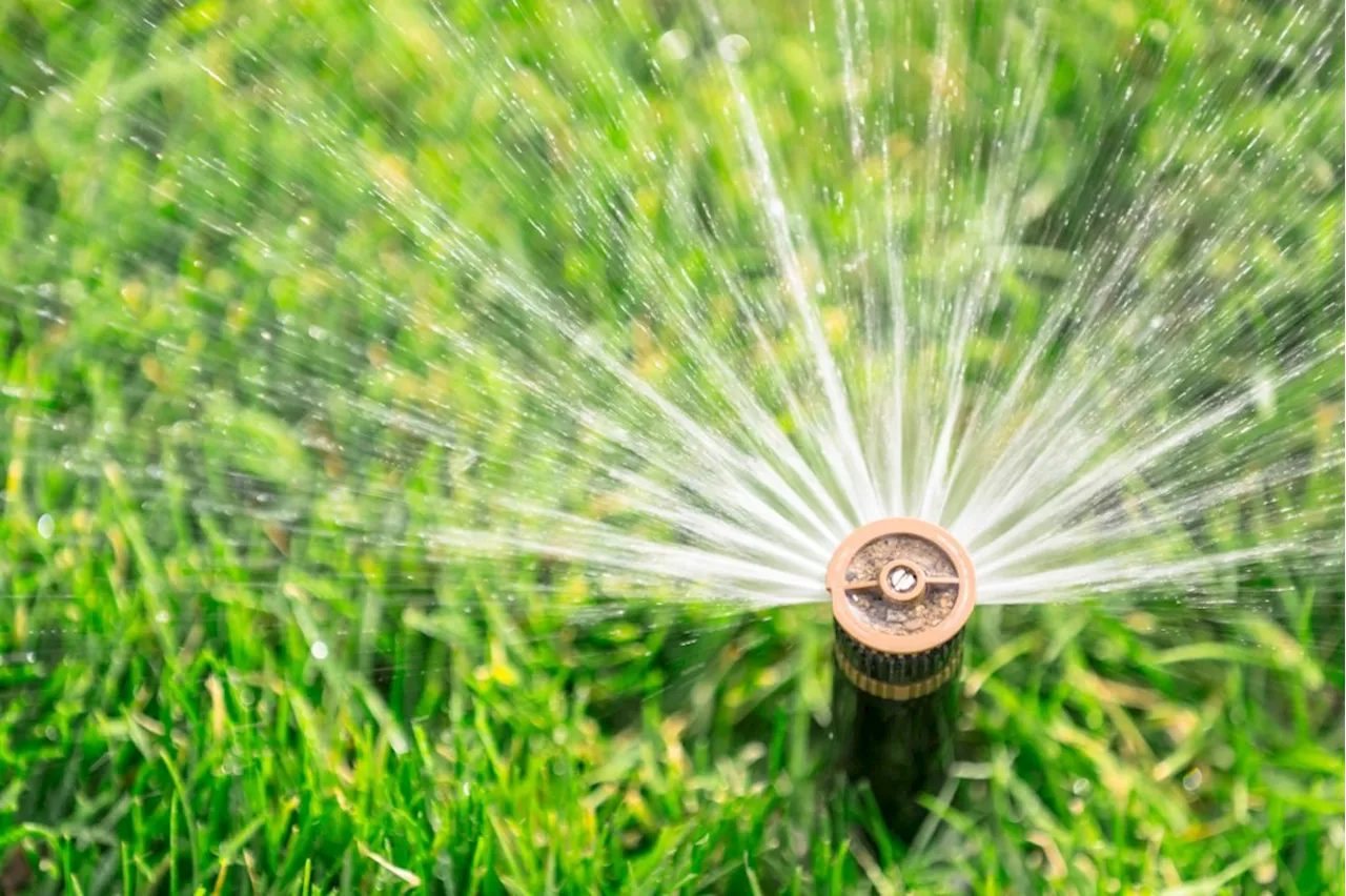 Watering your garden during the heat of the day is bad for your plants. Or is it?