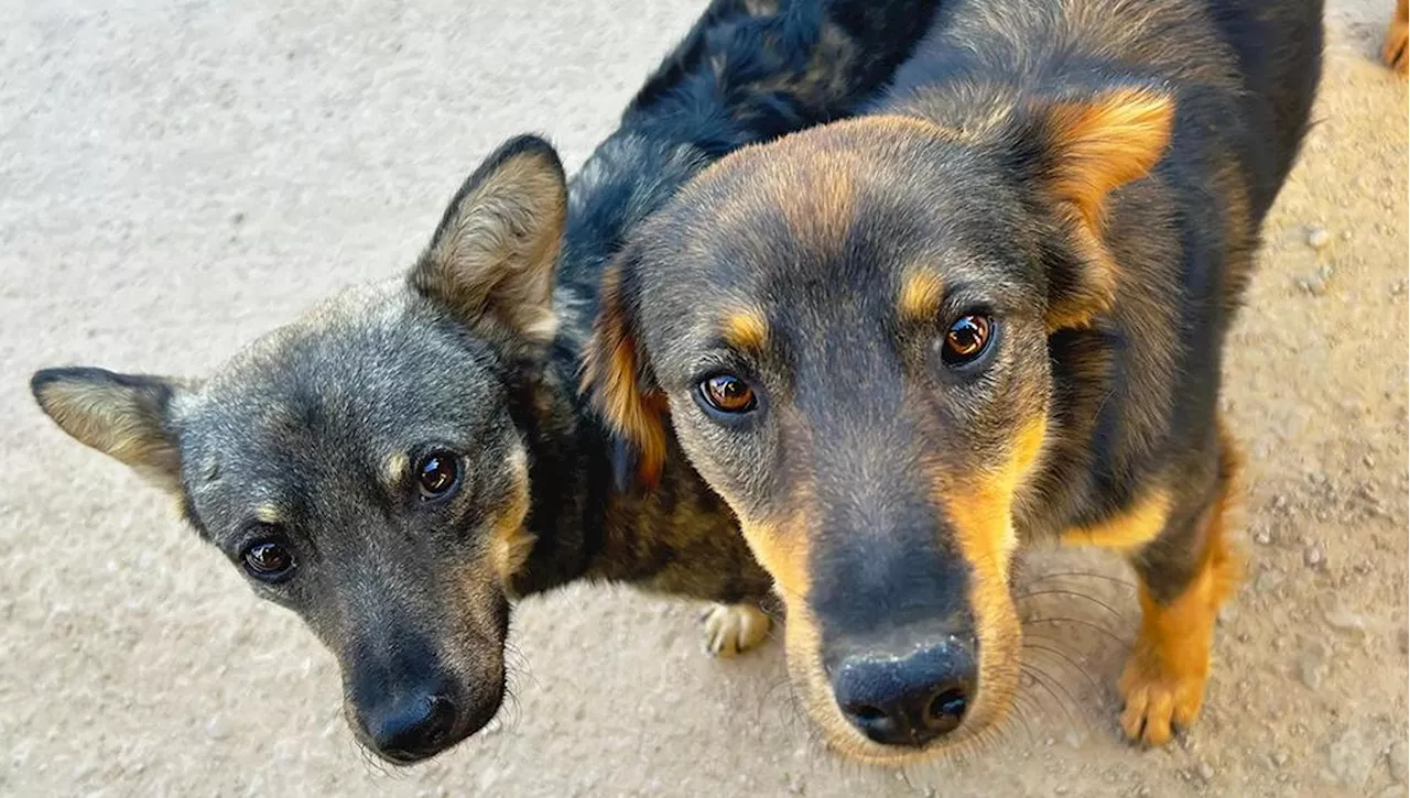 Randagismo, un problema a livello mondiale che rischia di esplodere: un cane su tre è senza una famiglia