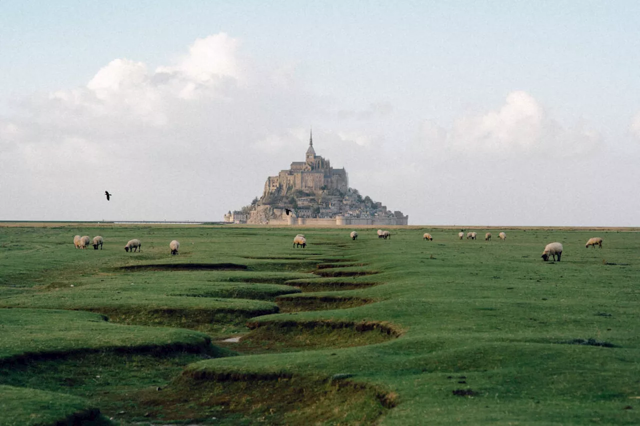 Sur Arte : « Mont-Saint-Michel, la baie des merveilles », focus sur une biodiversité d’exception