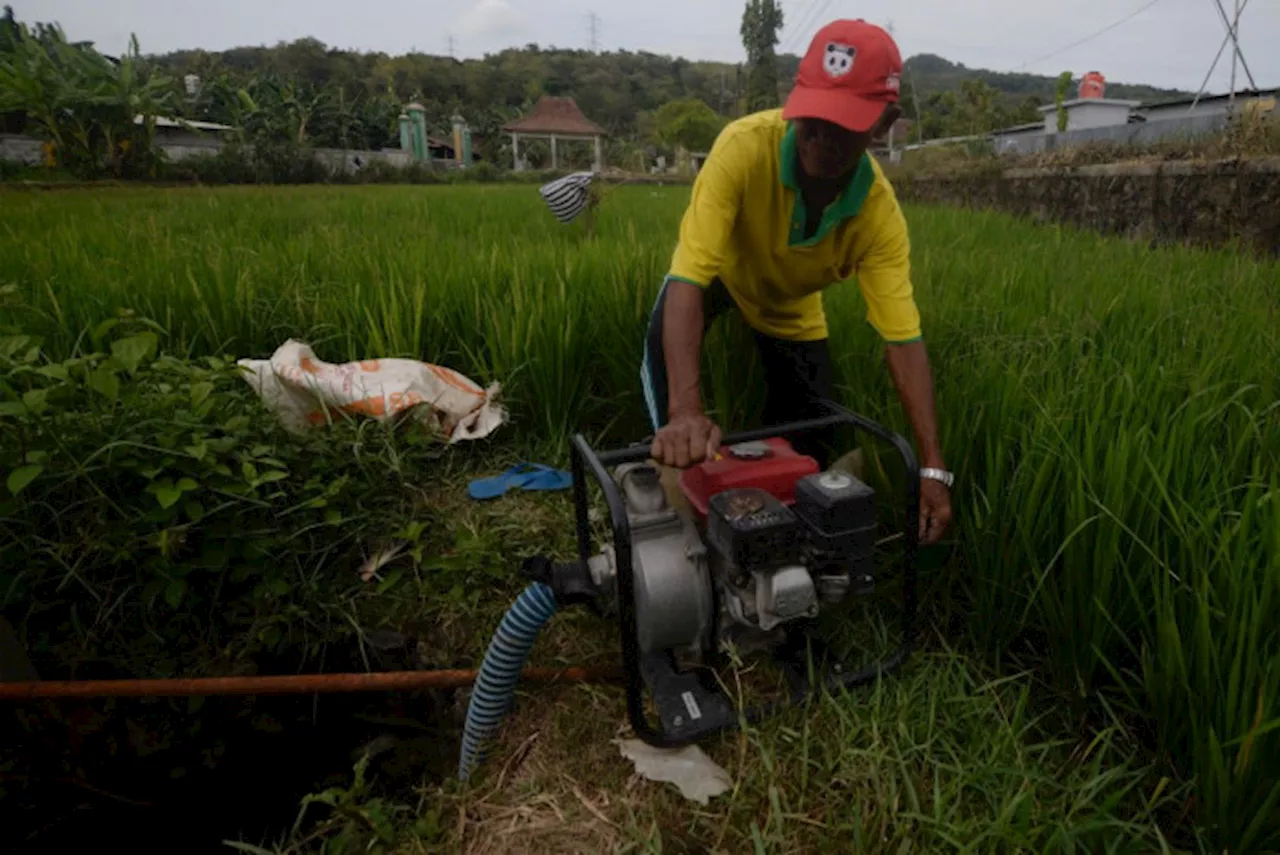 Bapanas Klaim Pompanisasi Berhasil Tingkatkan Produksi Padi