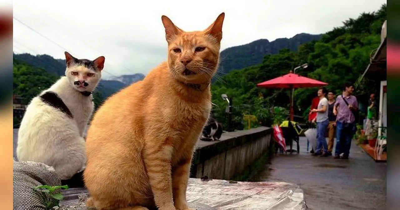 Fakta Miris di Balik Penyiksaan Kucing di Semarang, Seperti Fenomena Gunung Es