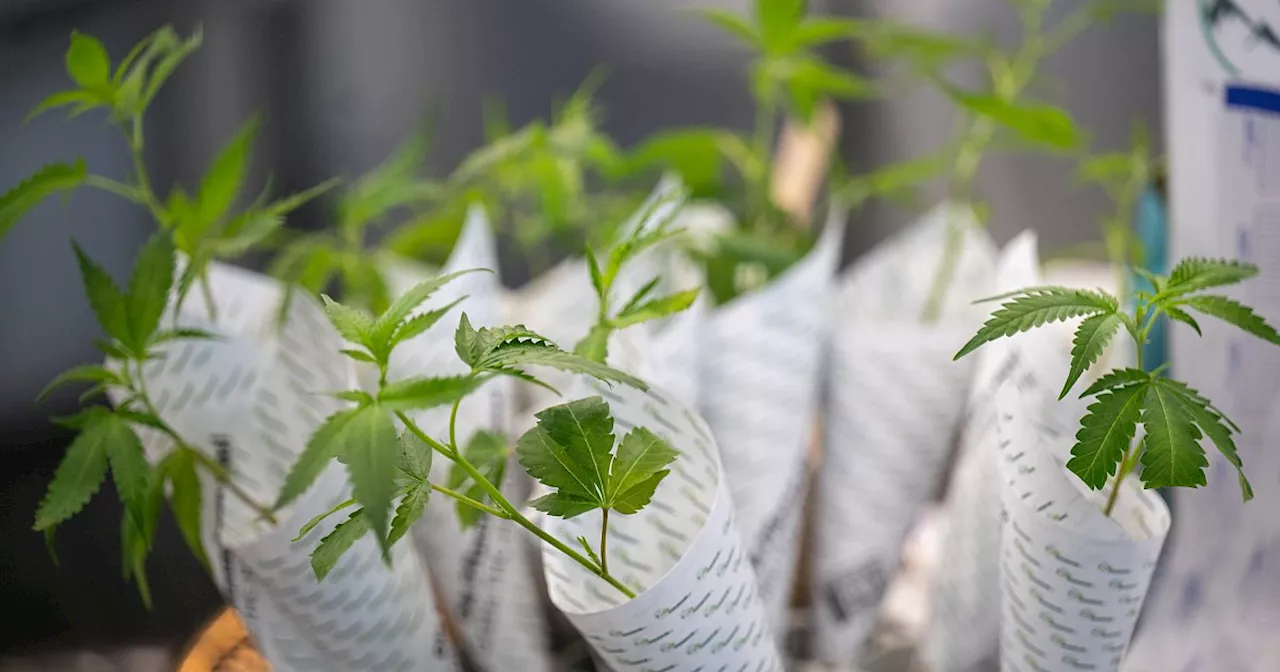 Bürokratie bremst Bielefelder Cannabis-Anbauer - normale Auflagen oder Schikane?