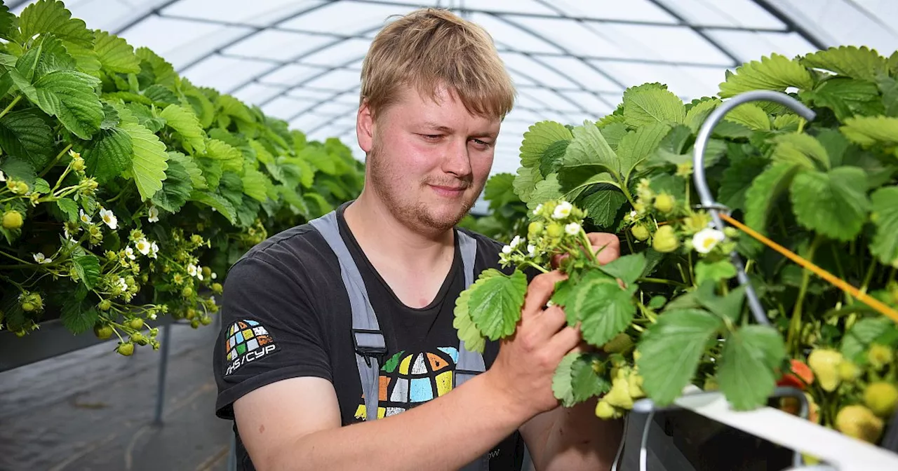 Historischer Tiefstand: Verregneter Sommer setzt Bielefelder Erdbeerbauern zu