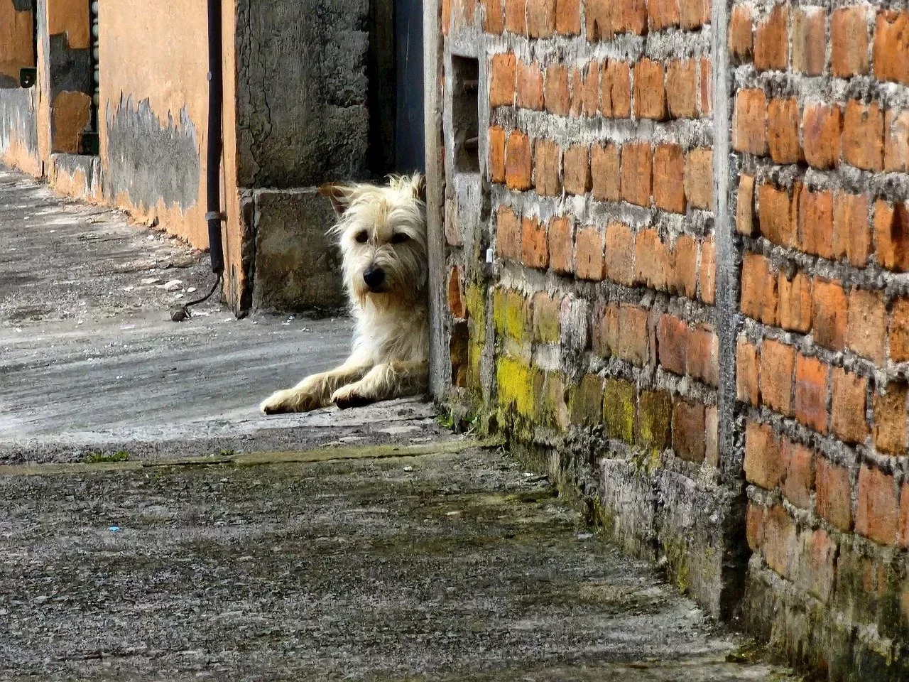 Día Mundial Del Perro Callejero ¿Qué se celebra hoy 27 de julio 2024