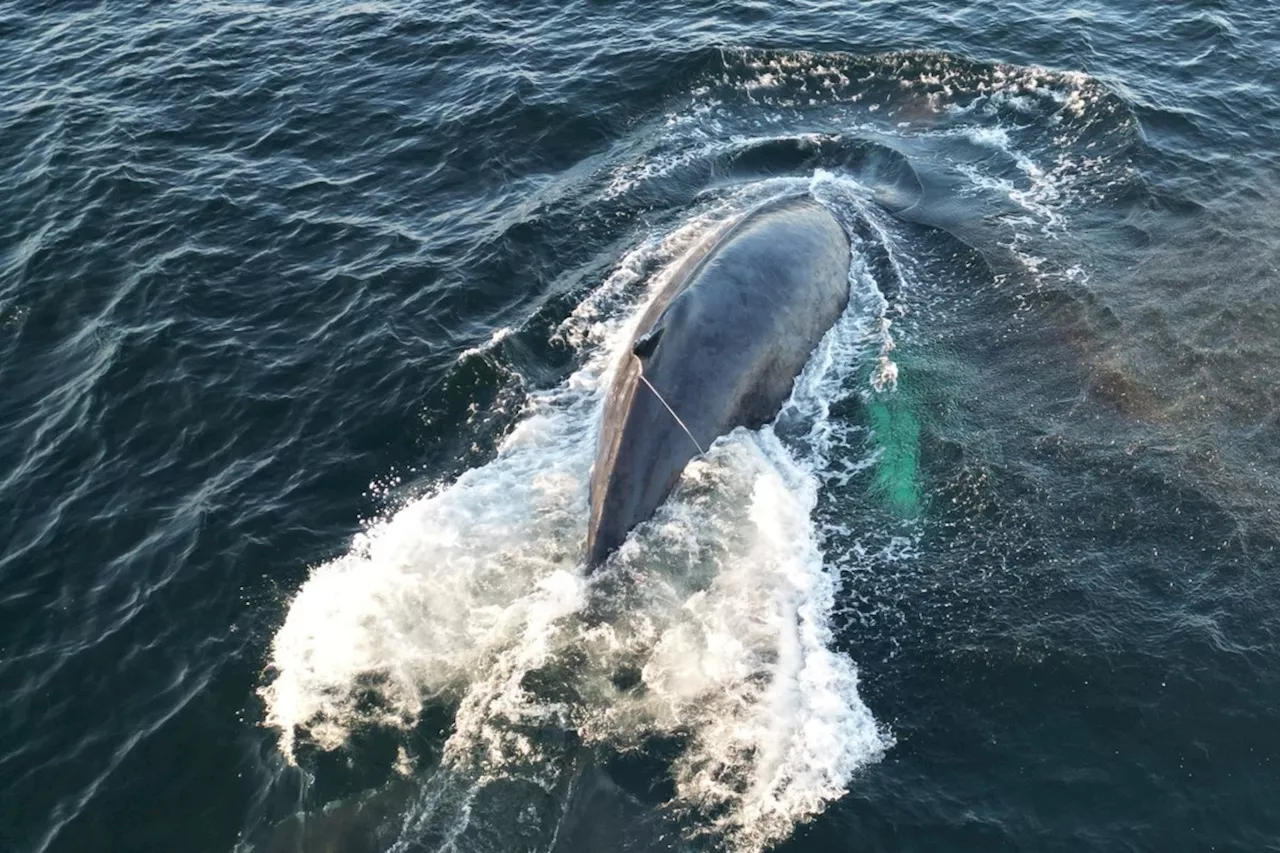 Department of Fisheries untangles gear from humpback whale off B.C.'s coast