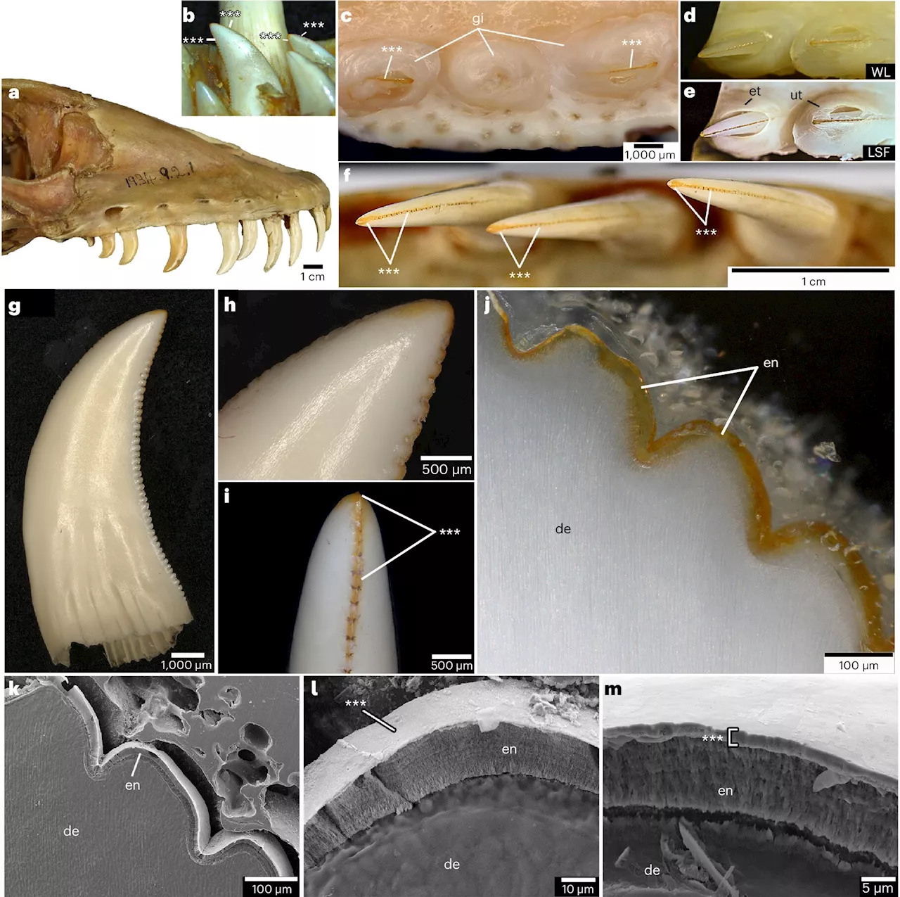 Komodo dragons have iron-coated teeth to rip apart their prey, researchers find