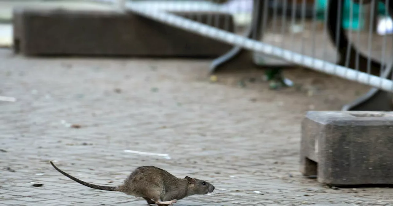 Korschenbroich: Ratten in der Stadt - wie die aktuelle Situation ist