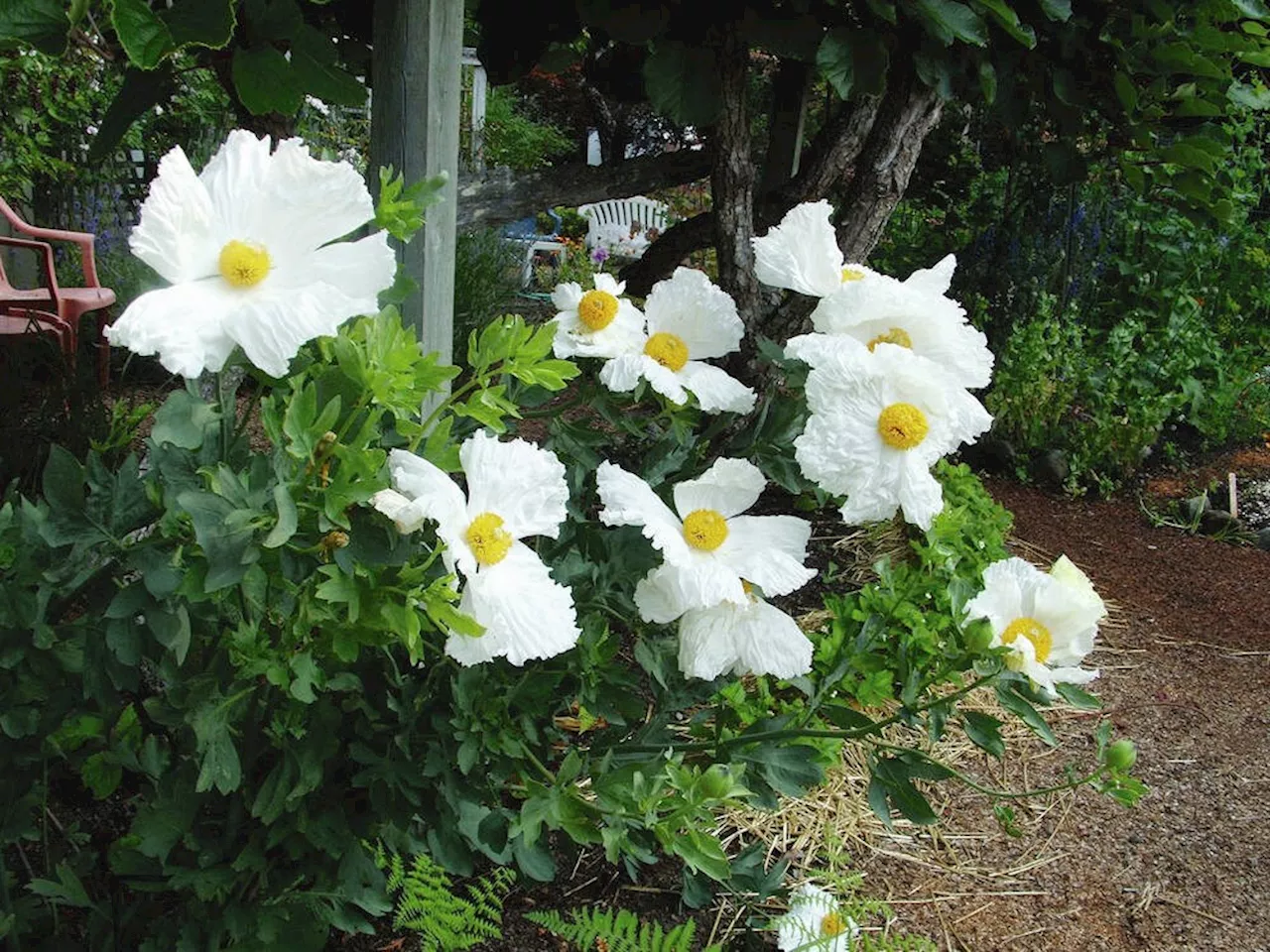 Helen Chesnut's Garden Notes: Summer brings ever-changing fragrances