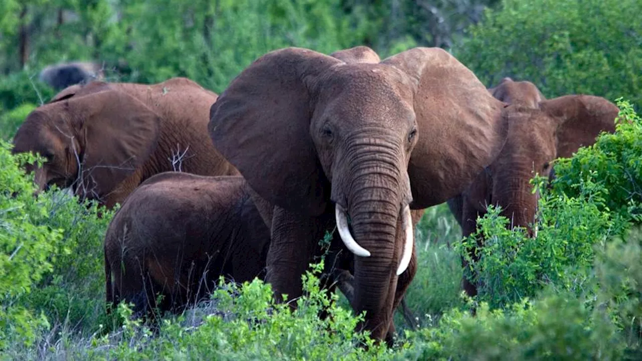 Tanzania’s super tusker elephants: Conservation target or future trophy?