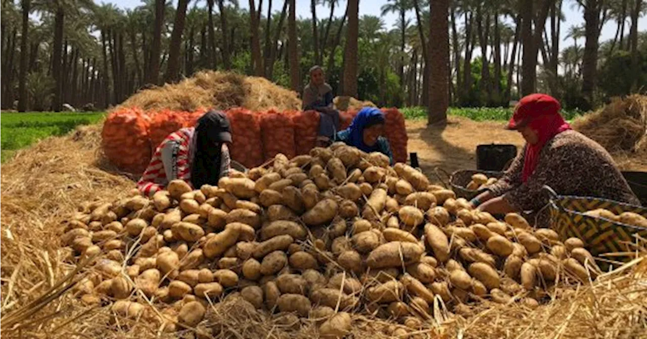 ‫‎وزارة الزراعة تفتح منفذا لبيع البطاطس فى مشروع العفن البنى بالدقى لمحاربة الغلاء.. و138 ثلاجة مصرح لها بتخزين تقاويها المعتمدة.. وفحصها قبل خروجها من الثلاجات لزراعة العروة الشتوية‬