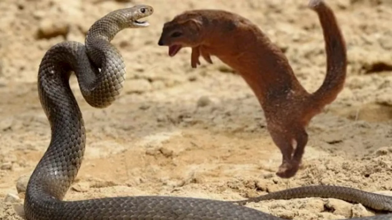 Snake vs Mongoose: ముంగీసను పాముకాటేసిన విషం ఎక్కదు.. దీని వెనుక ఉన్న ఈ రహస్యం తెలుసా..?