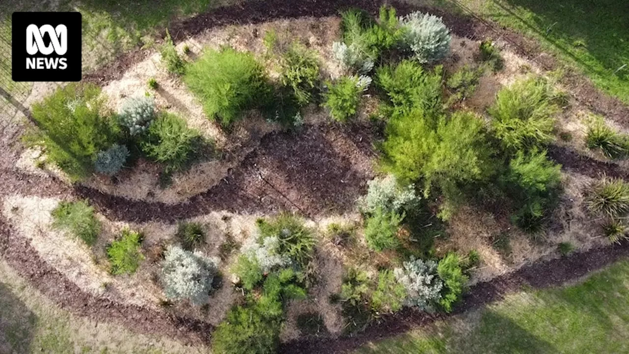 How the Miyawaki method of creating tiny forests could be the solution to Perth's tree canopy issues