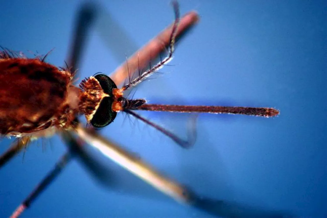 Veneto, c'è il primo morto di West Nile: è un uomo di 86 anni