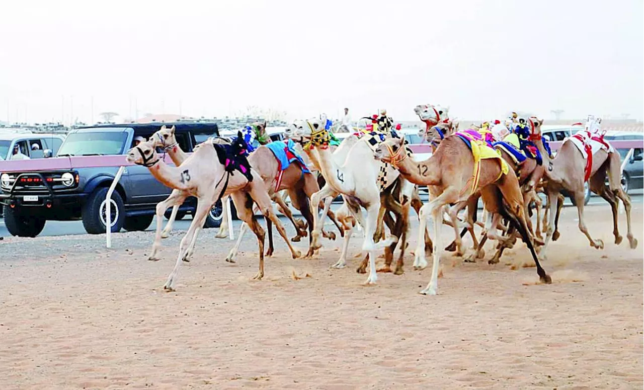 تواصل منافسات سباق سن الفطامين بميدان الذيد