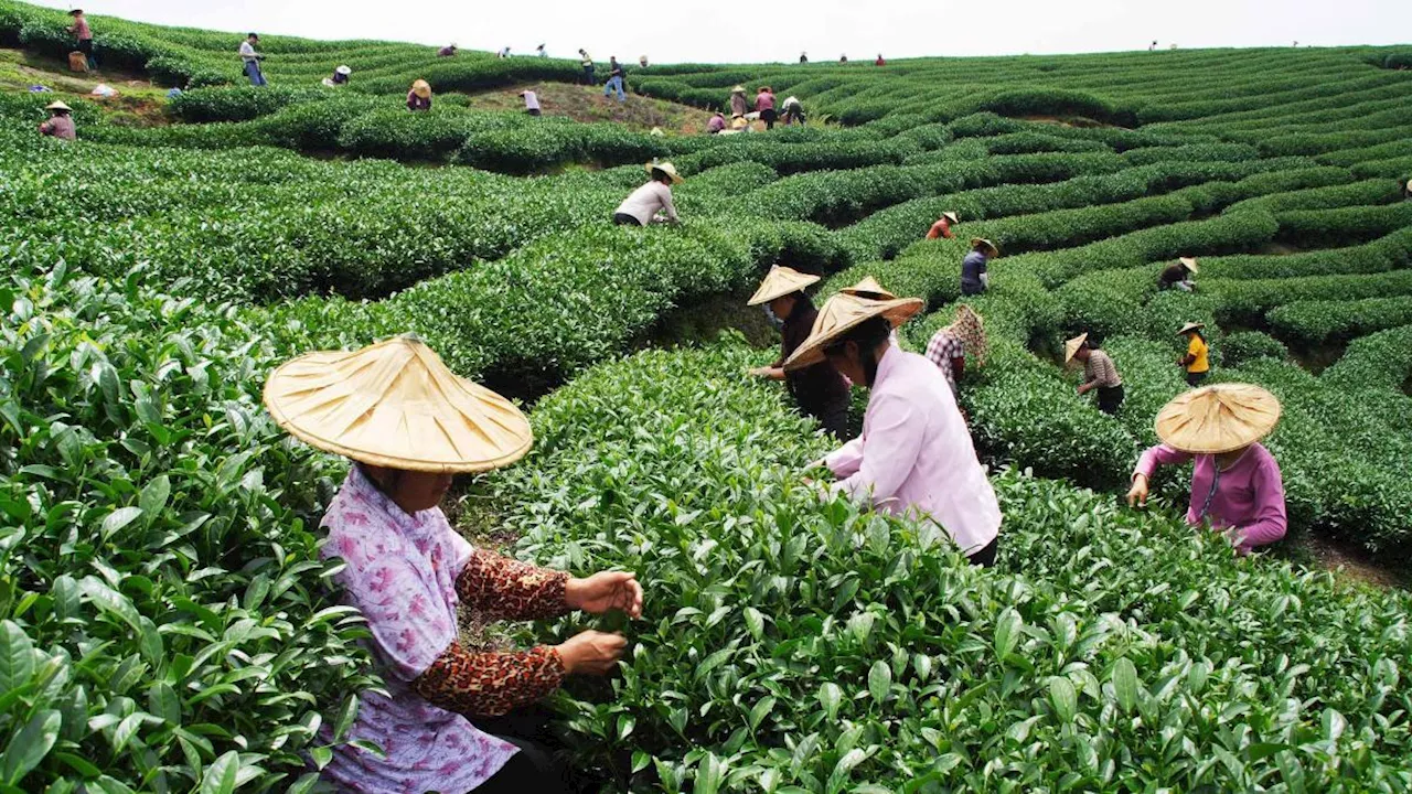 Cereali, tecnologia e acquisizioni: così la Cina punta all’autosufficienza agroalimentare