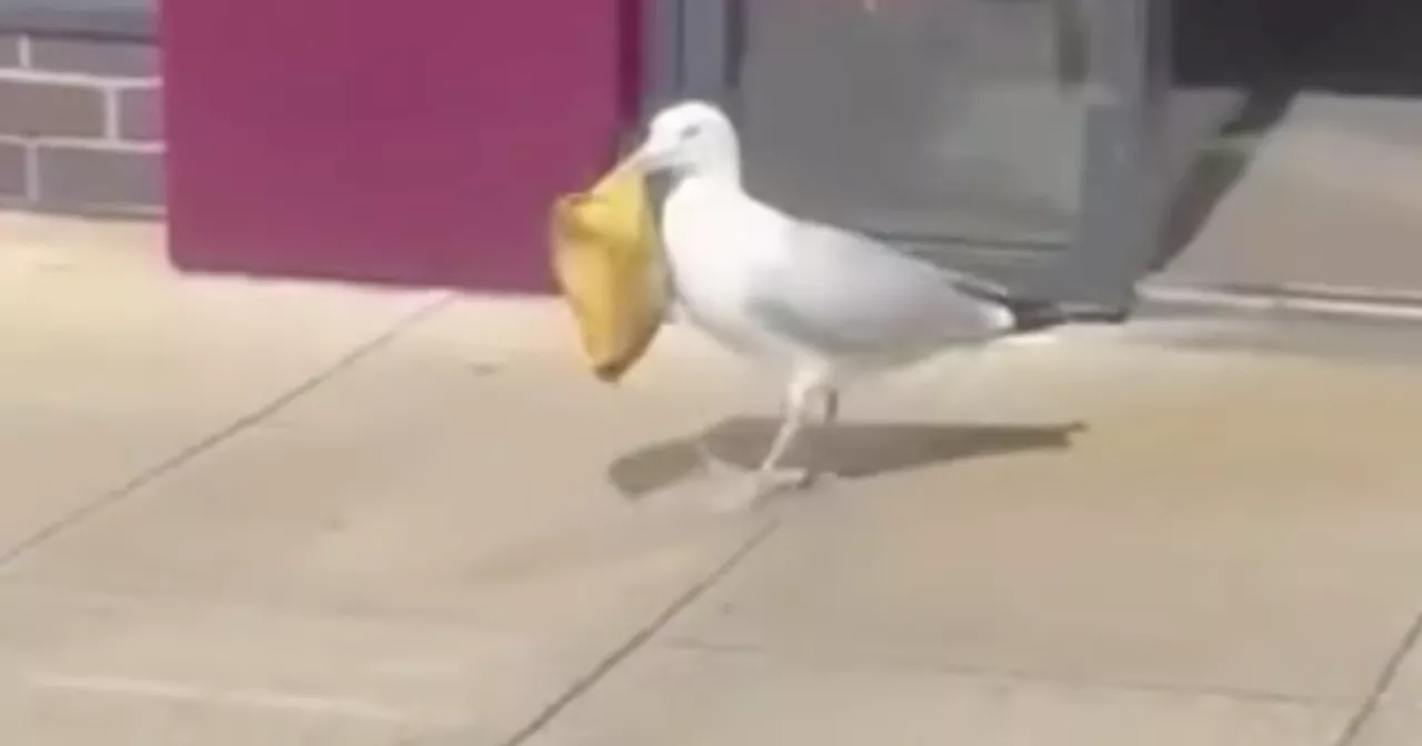 Cheeky seagull 'Sneaky Beaky' caught stealing crisps from Costa in Scots street