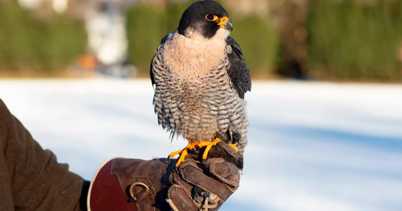 Peregrine Falcon found dumped at Scots train station adopted by Gleneagles hotel