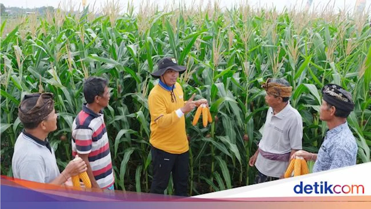 Dukung Swasembada Pangan, Bali Kembangkan Jagung Bioteknologi