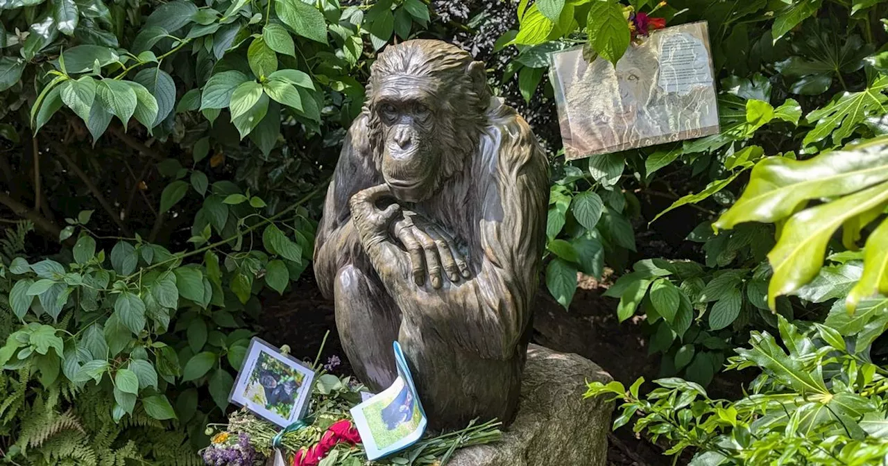 'For 32 years, you lit up my world': Tributes to Chester Zoo 'icon' Boris the chimpanzee