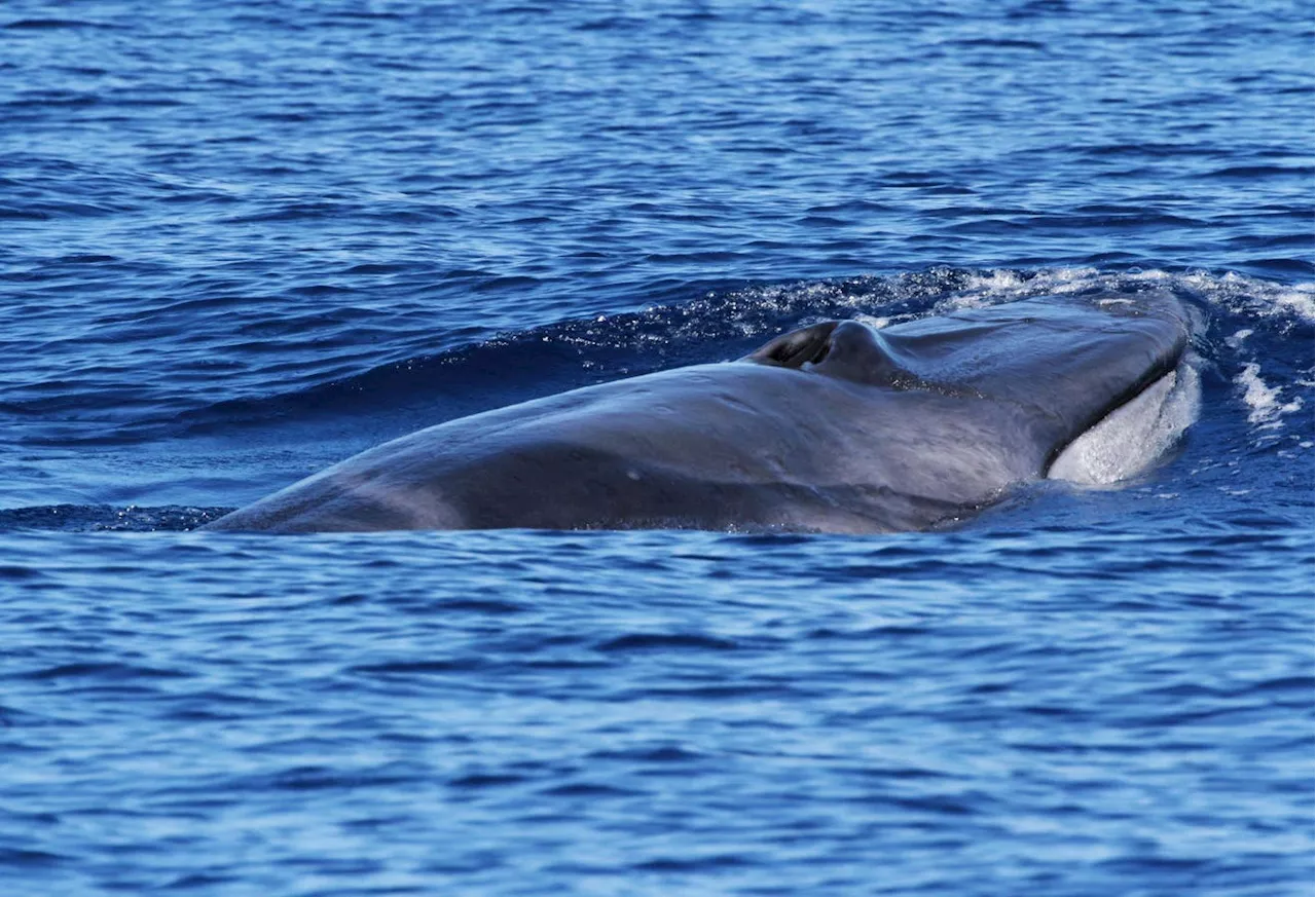 From Hunted To Loved: Unlocking Shy Whale Secrets In The Philippines