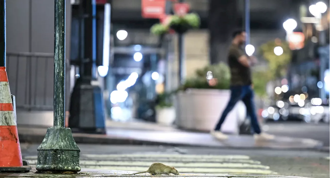 Mayor pitches ‘elite’ civilian squad 'Rat Pack' in NYC’s ongoing rat war