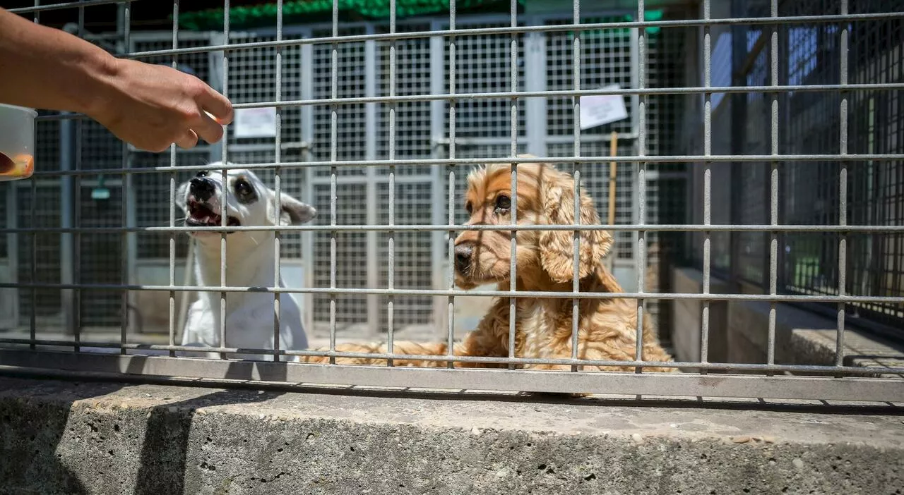 Roma, oltre 400 cani abbandonati: l'80% utilizzato per la lotta. Molti trovati durante gli sgomberi di palazzi